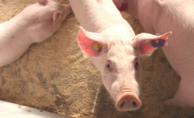 Ferkel im Ruhebereich des Außenklimastalls der LWK-Versuchsstation für Schweinehaltung in Wehnen.