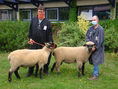 Söfker aus Hessisch Oldendorf, rechts, und Kath, Bad Gandersheim hatten die Siegertiere bei den Lammböcken der Rasse Schwarzköpfiges Fleischschaf in Nienburg