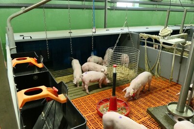 Angereicherte Bucht aus dem Projekt KoVeSch - © Regine Revermann Angereicherte Bucht aus dem Projekt KoVeSch