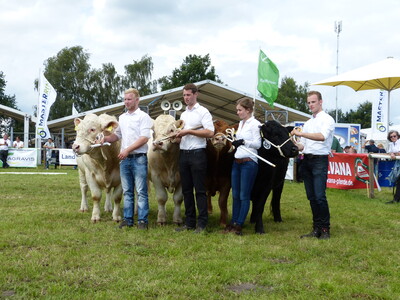 21. Landesschau für Fleischrinder von Masterrind am 9. Juli 2016 in Tarmstedt